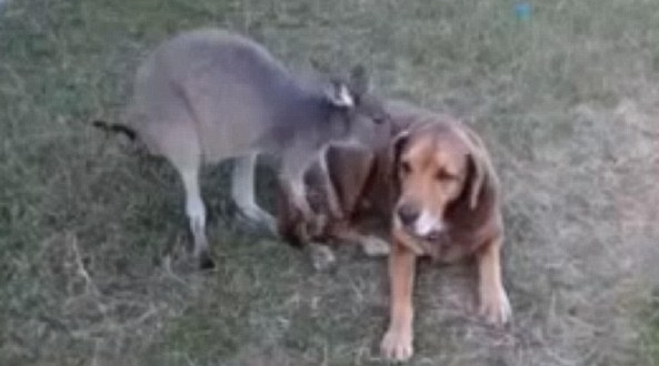 Känguru, Sötchock, Leslie Rush, Video, Hångla, Hund